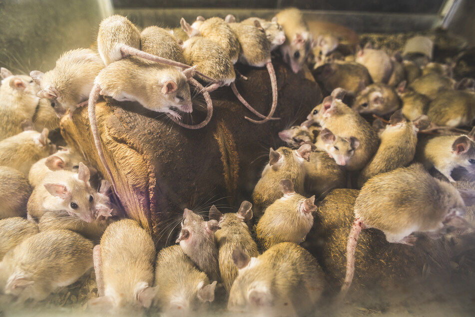 Mice have overrun farmland all over New South Wales, and have made their way into the local prison, causing damage and posing a major health risks to inmates (stock image).
