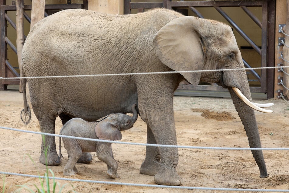 Elefantenkuh Sweni brachte im Zoo Magdeburg ein Jungtier auf die Welt.