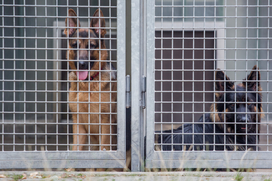 Zwei Schäferhunde blicken im Tierheim Böblingen aus ihrem Zwinger. (Symbolbild)