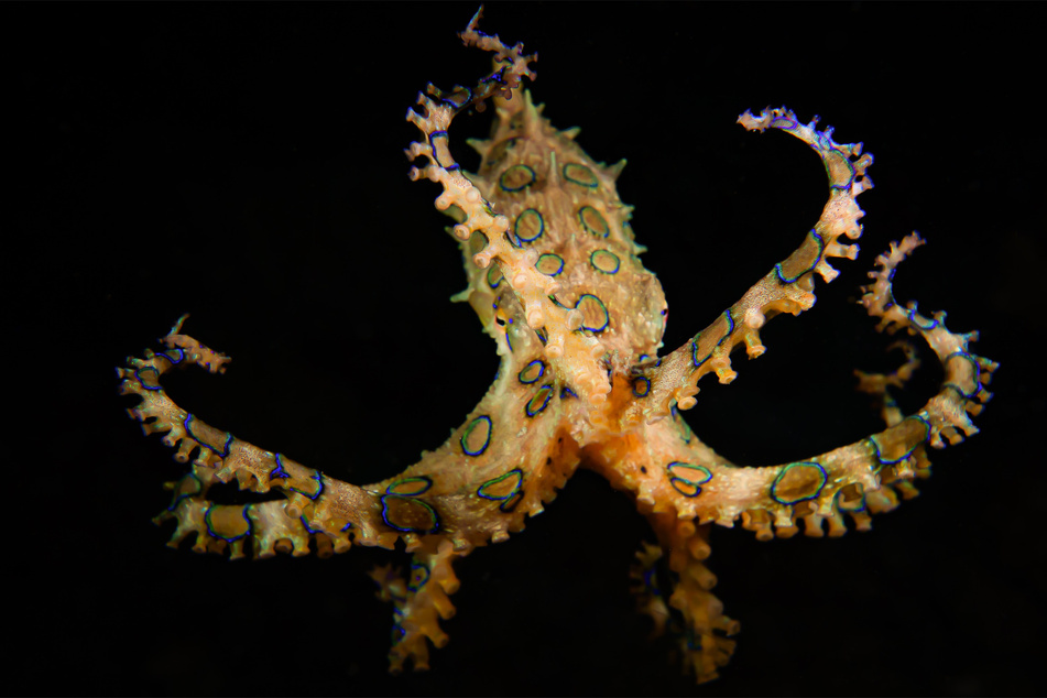 The blue ringed octopus is one of the world's most venomous animals.