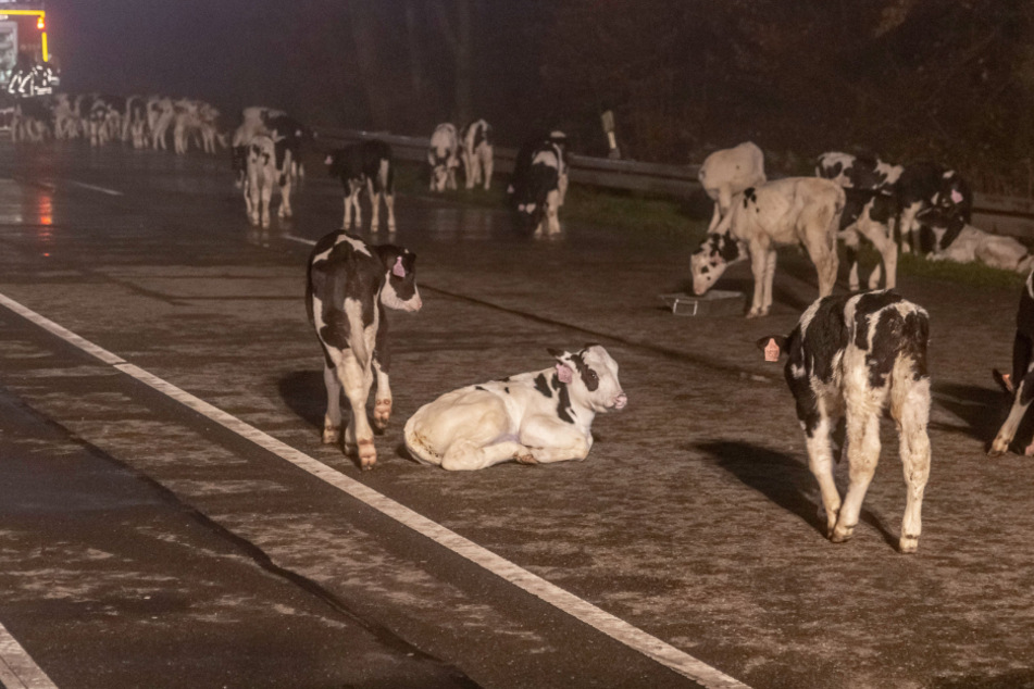 Die Kühe stehen nach dem Brand auf der Bundesstraße 500.