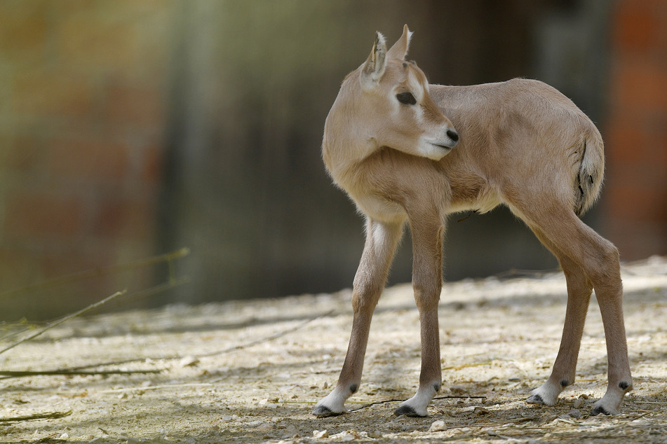 Tiertransporter mit Antilope und Schimpansen an Bord fängt plötzlich Feuer!