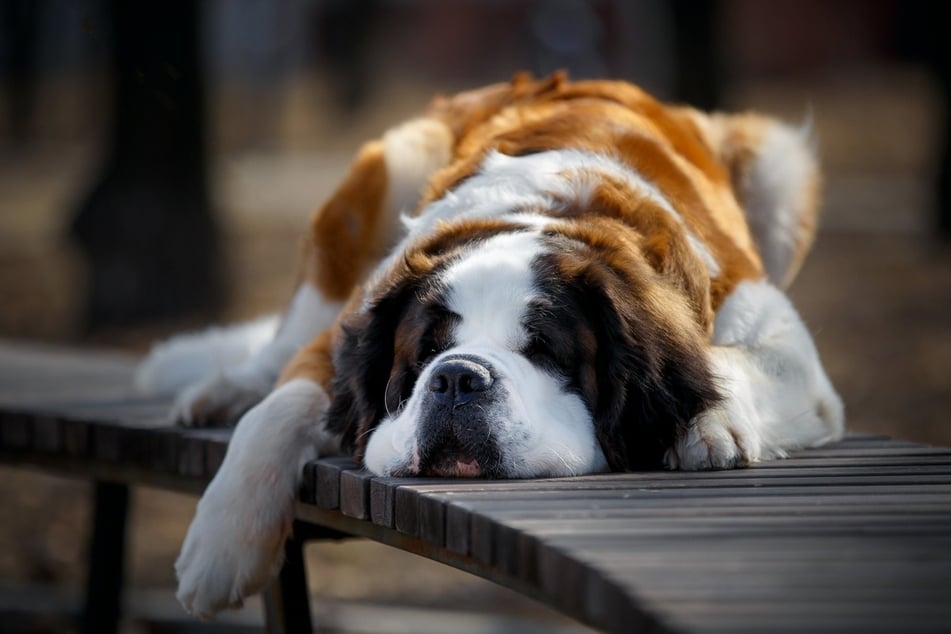 The Saint Bernard is a giant, beautiful doggo that grows to more than 35 inches in height.