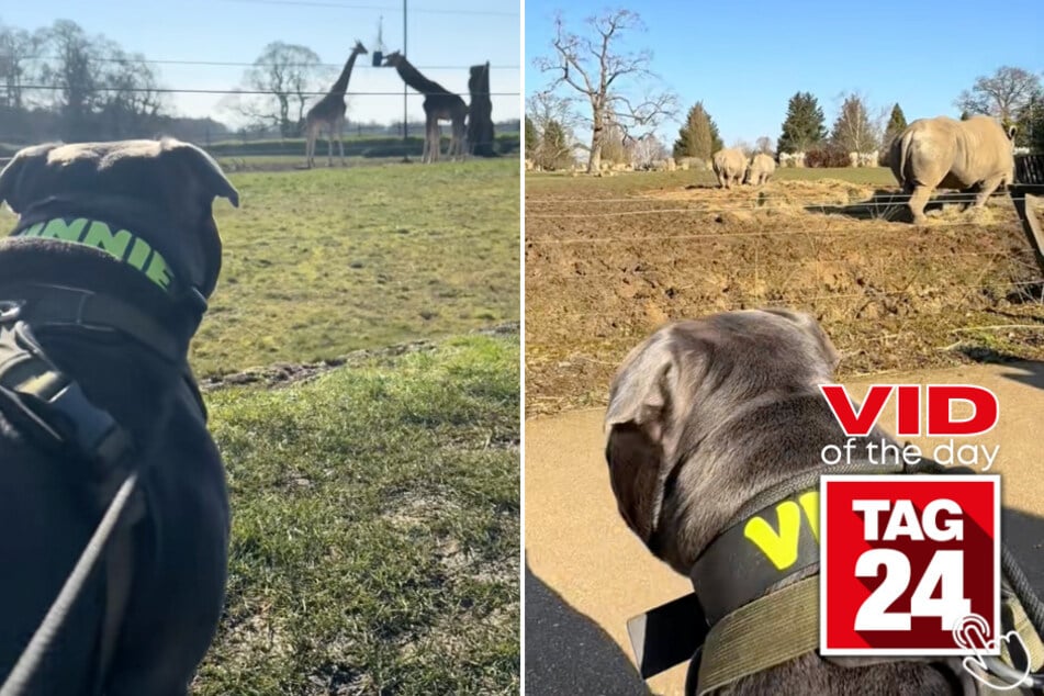 Today's Viral Video of the Day features a dog who got to experience a dog-friendly petting zoo for the first time!