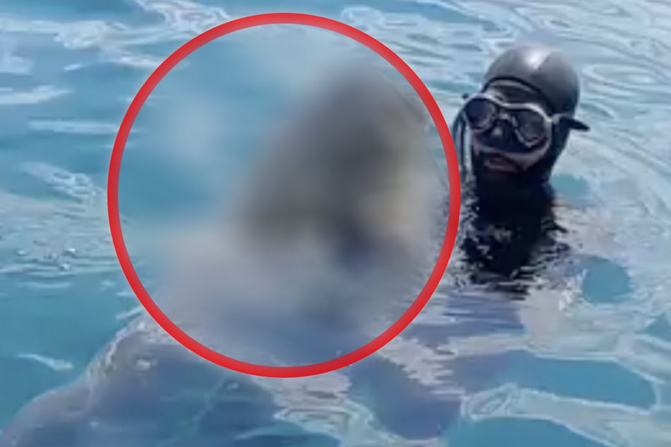 ガルダ湖の怪物たち：魚を食べるだけでなく、犬も危険にさらされている