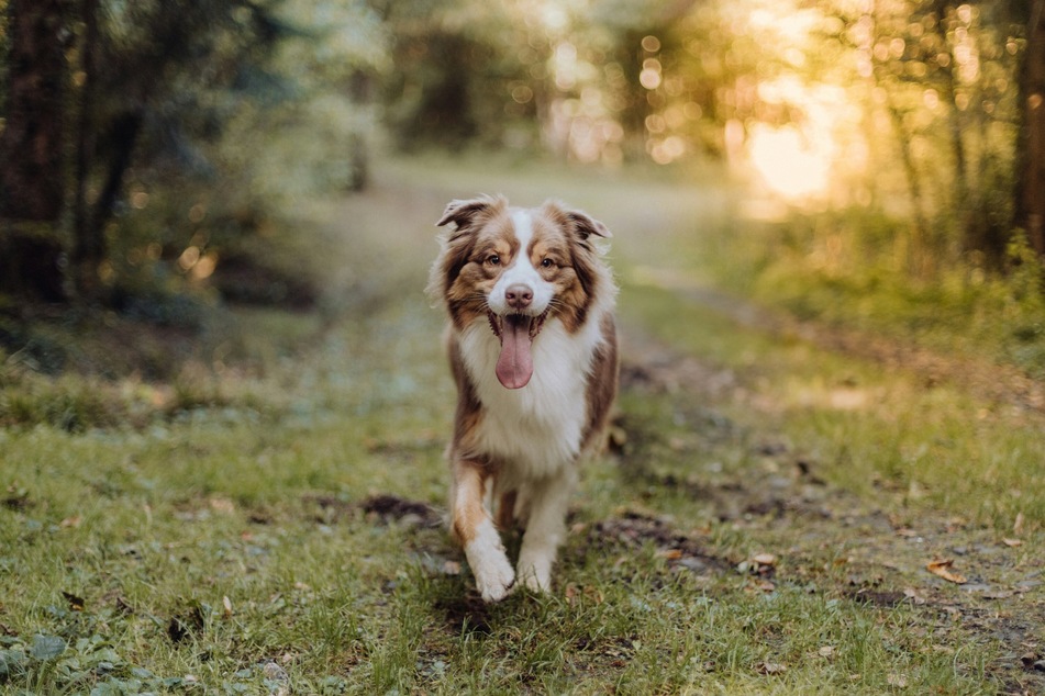 Australian Shepherds are some of the most beautiful and sweet-natured dogs in the world.