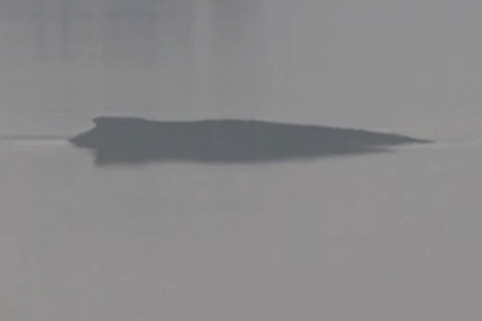 Buckelwal in der Nacht "sehr aktiv": So geht es weiter