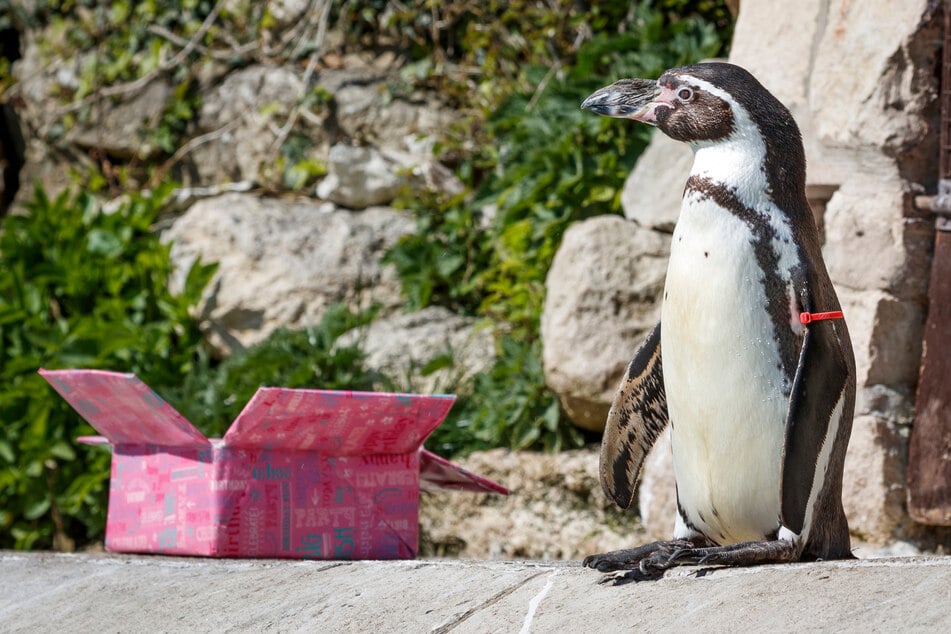 Kurz vor ihrem Geburtstag: Ältester Humboldt-Pinguin der Welt ist tot