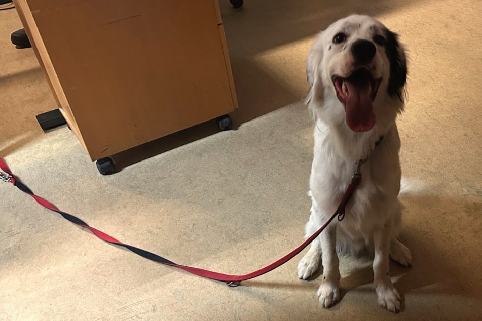 Wer kennt diesen freundlichen Hund, der bei der Polizei in Oppenheim auf seine Menschen wartet?