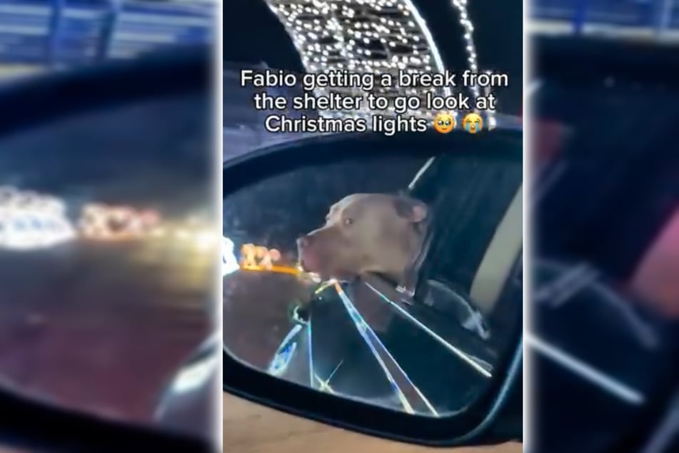 Der Fahrer, fasziniert von Fabios staunendem Blick, filmte den Moment und teilte ihn sofort auf Instagram.