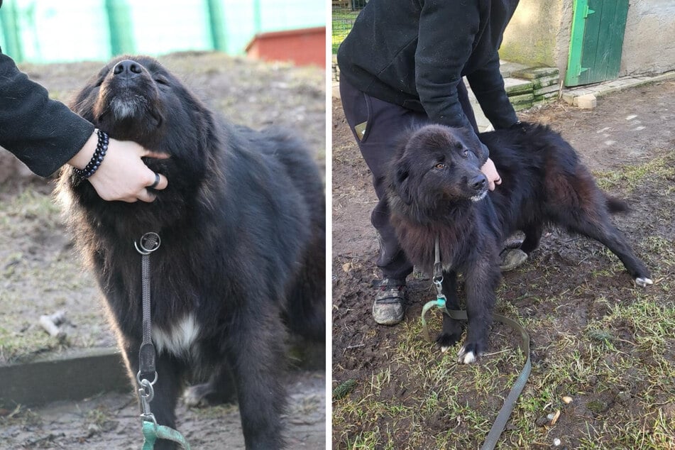 Streicheleinheiten sind für Tilly das Größte.