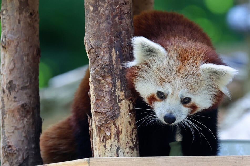 Jordan ist ein seltener Roter Panda und ist nun im Zoo Rostock zu Hause.