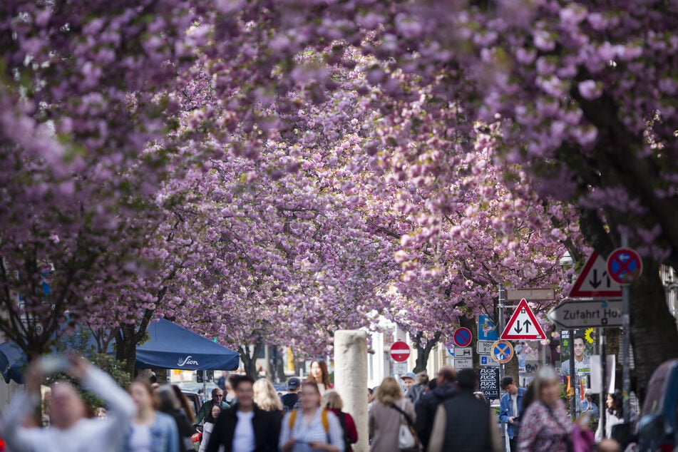 Köln: Kirschblüte sorgt für rosafarbenes Dach über Bonner Altstadt, Straßen werden gesperrt