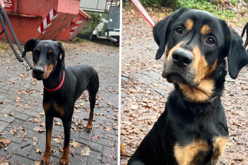 Sally (l.) und Harry haben in den vergangenen zwei Wochen wohl das Schlimmste durchmachen müssen.