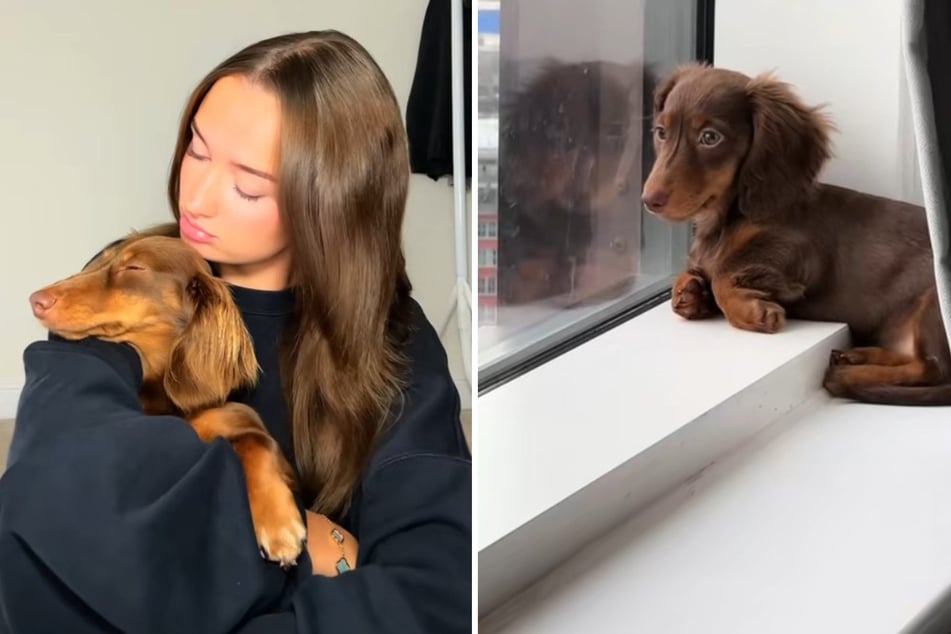 Liberty Grace Ward konnte sich nicht länger ansehen, wie ihre Dackel-Dame Mabel traurig aus dem Fenster schaute.