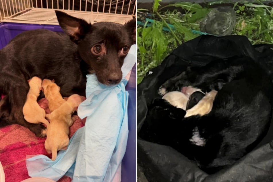 Starving dog and puppies found abandoned in a garbage bag: "My heart can barely take it"