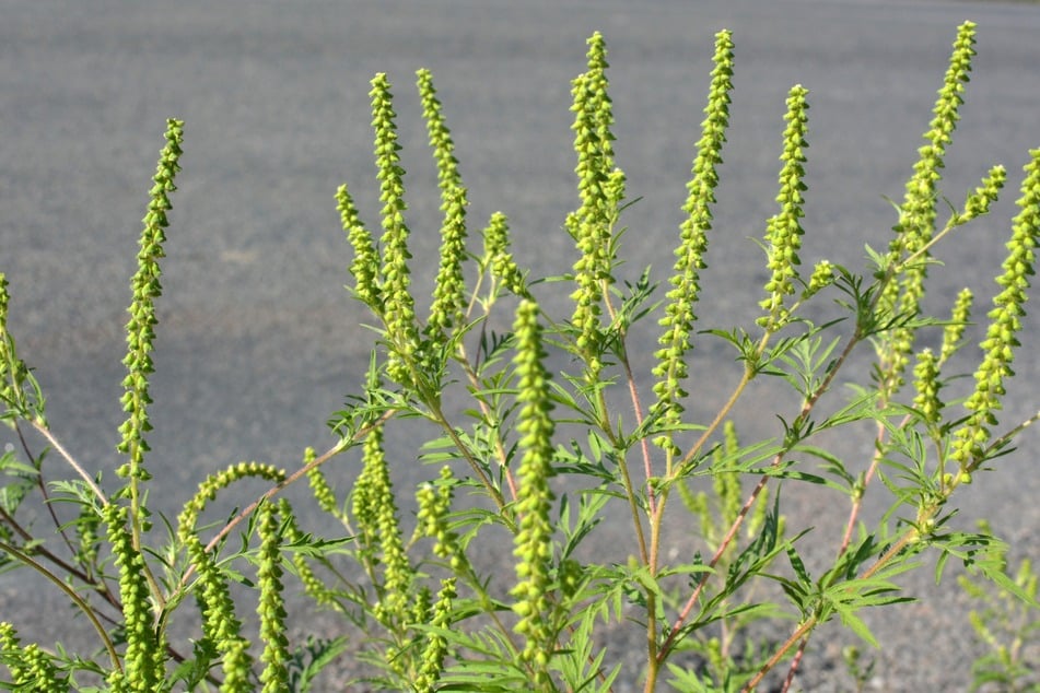 Ambrosia-Allergie? Erkenne die Pflanze zeitig und verhindere Reaktionen durch Ambrosiapollen.