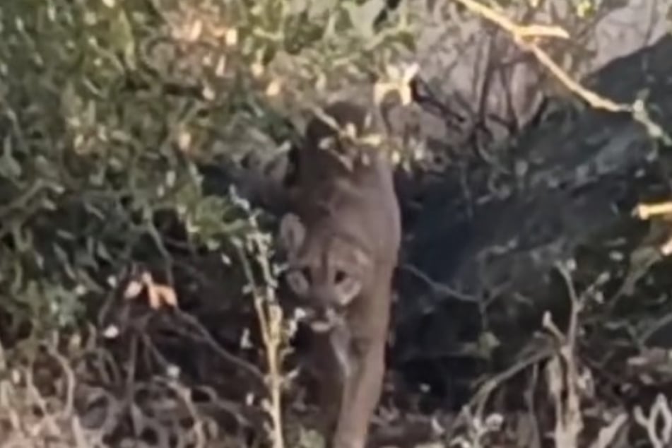 Scary ending: The cougar suddenly walks towards the end of the film. Then the recording stops.