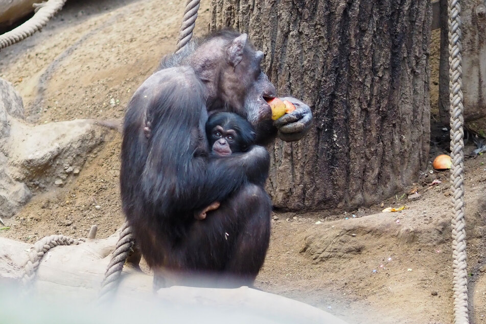 Anlässlich des "Tag des Artenschutz" wurde das Schimpansen-Baby "Badu" getauft. Die Population der Affenart ist seit Jahren bedroht.