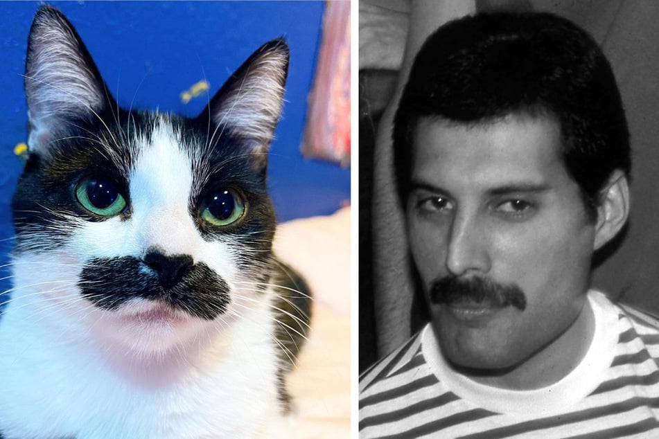Katze Mostaccioli ähnelt mit ihrem "Schnurrbart" Freddie Mercury (†45).