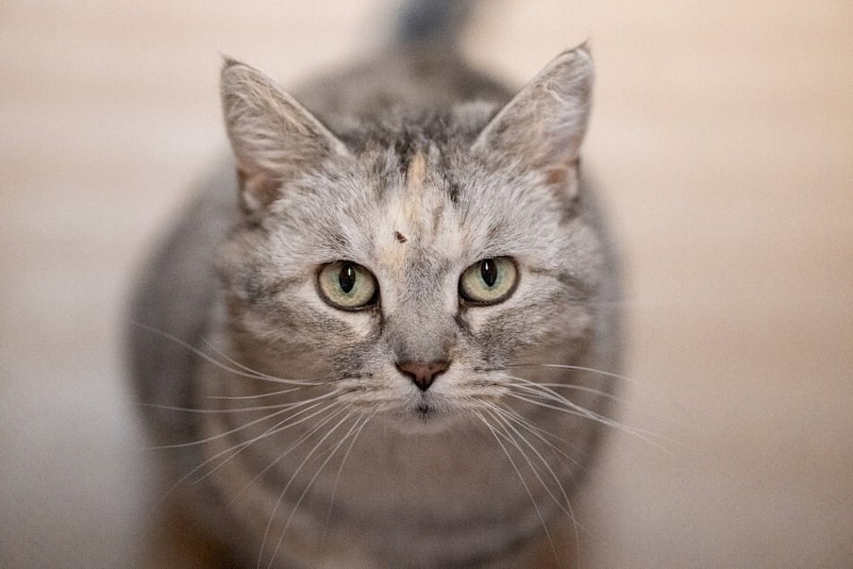 Schon seit einer ganzen Weile sitzt Kassiopeia nun bereits im Tierheim Troisdorf, dabei träumt die Katze von einem richtigen Zuhause.