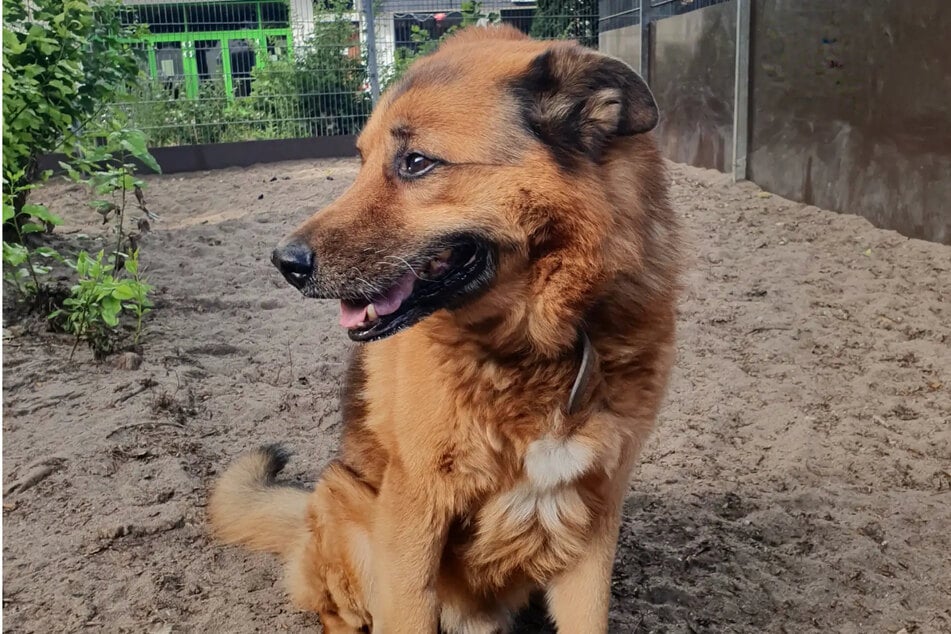 Wer Joussi Grenzen aufzeigt, bekommt einen treuen Freund.