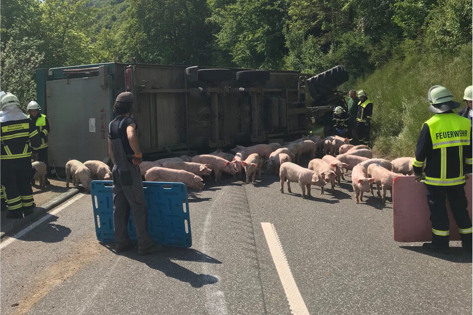 In der Nähe von Trier ist am Montag ein Traktorgespann mit 108 lebende Schweinen auf die Gegenfahrbahn gekippt.