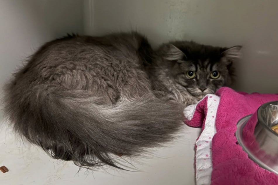 Kočky byly docela rozrušené, když dorazily do útulku Bergheim.