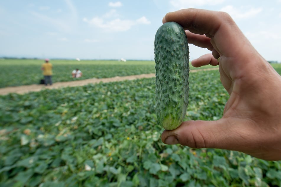 Für eine Gurke gab die Frau 3300 Euro aus. (Symbolfoto)