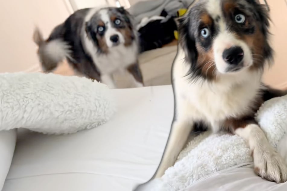 Hund wacht morgens auf: Was er dann erblickt, jagt ihm einen Riesen-Schrecken ein