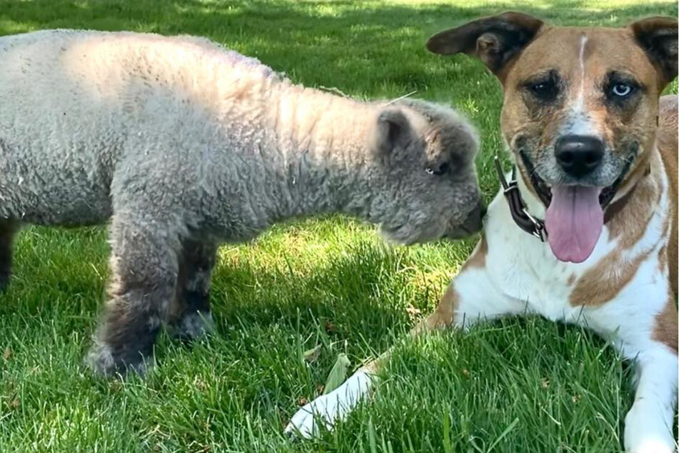 Doggy had a little lamb: Unlikely BFFs light up TikTok