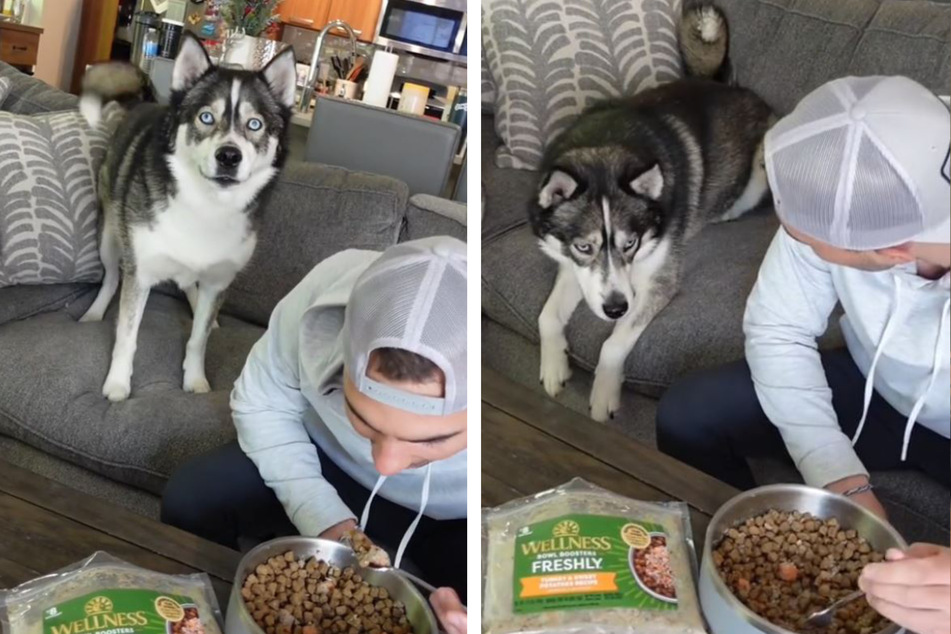 Mann gibt vor, Hundefutter zu essen: Die Reaktion seines Huskys lässt Lachtränen fließen
