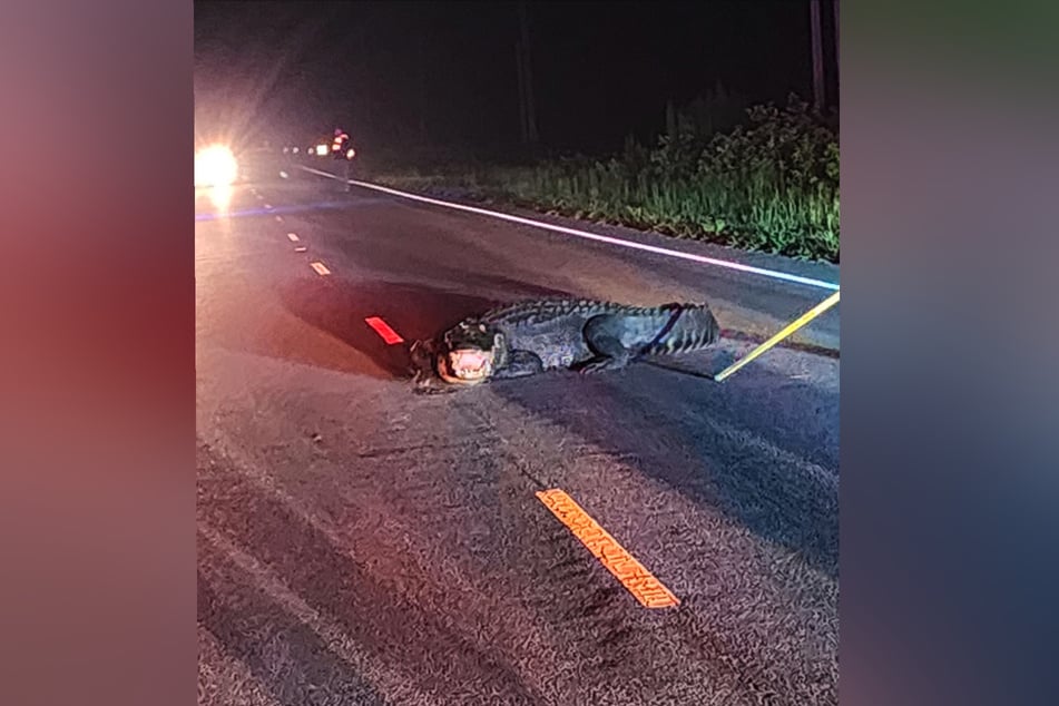 The monstrous alligator was lying in the middle of the road.