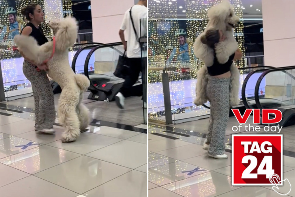 Today's Viral Video of the Day features a woman who was caught hilariously picking her ginormous dog up to go down a "frightening" escalator.