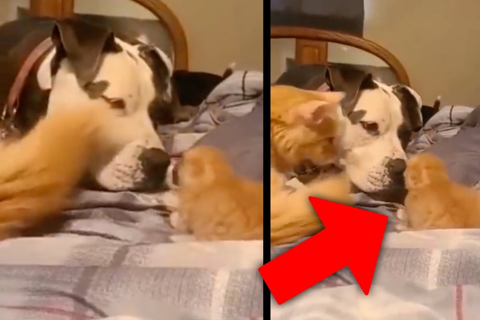 Katze stellt Hunde-Freund zum ersten Mal ihr Baby vor: Dann passiert etwas Zauberhaftes