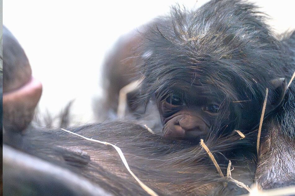 Besonderheit: Bonobo-Urgroßmutter Chipita bringt dieses putzige Baby zur Welt