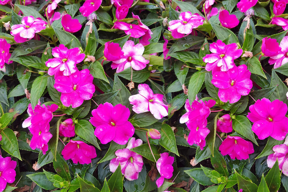 Impatiens have earned their name because they bloom easily.