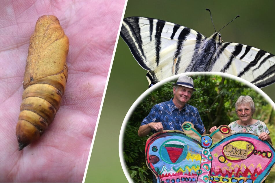 Dresden: Ein Herz für Schmetterlinge: Dieses Ehepaar hat ein ganz besonderes Hobby!