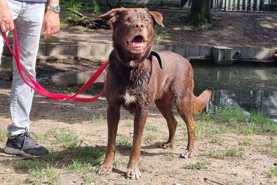 Ca-de-Bestiar-Mischling Zeus sitzt seit mehr als drei Jahren im Tierheim in Hamburg.