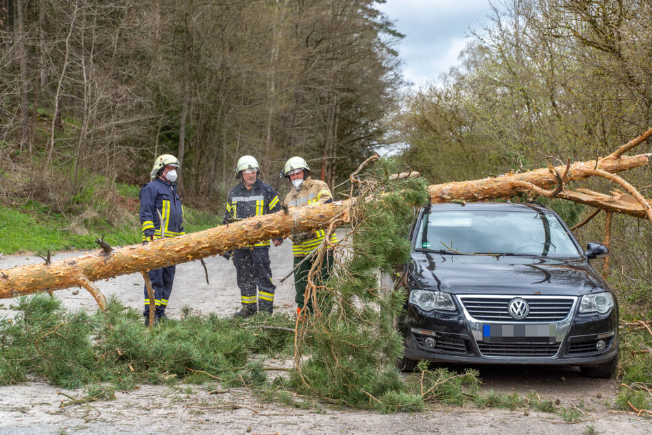 Kameraden der Feuerwehr zerschneiden den auf dem VW-Passat liegenden Nadelbaum.
