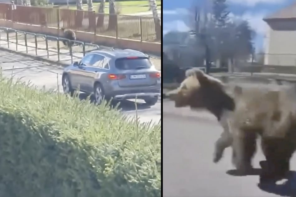 Bär irrt durch Stadt und fällt Menschen an: Nach einer Woche ist das Tier tot