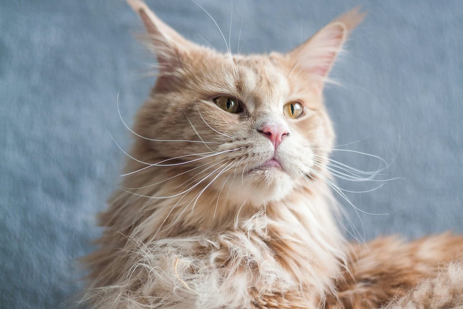 There is something incredibly dignified about the Maine coon.