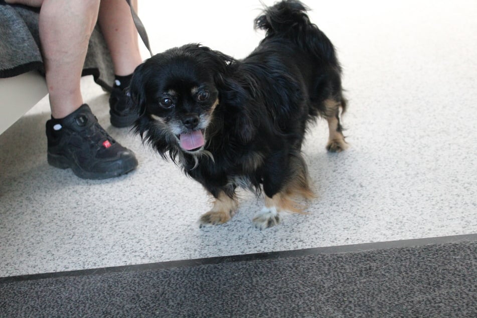 Pekinese Sally sucht ein Zuhause, in dem sie als Einzelprinzessin verwöhnt wird.