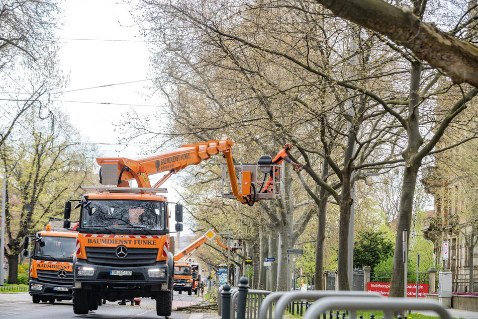 "Nebenan" in der Fetscherstraße kreischten die Kettensägen für Baum-Arbeiten.