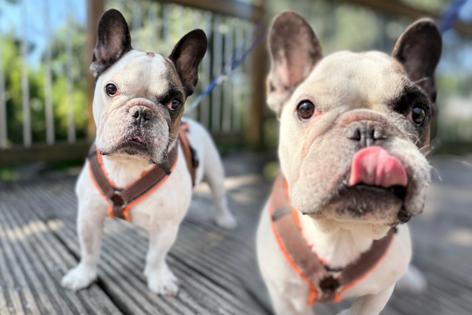 Bulldogge Johnny hofft auf ein ruhiges Plätzchen, gerne mit Garten.