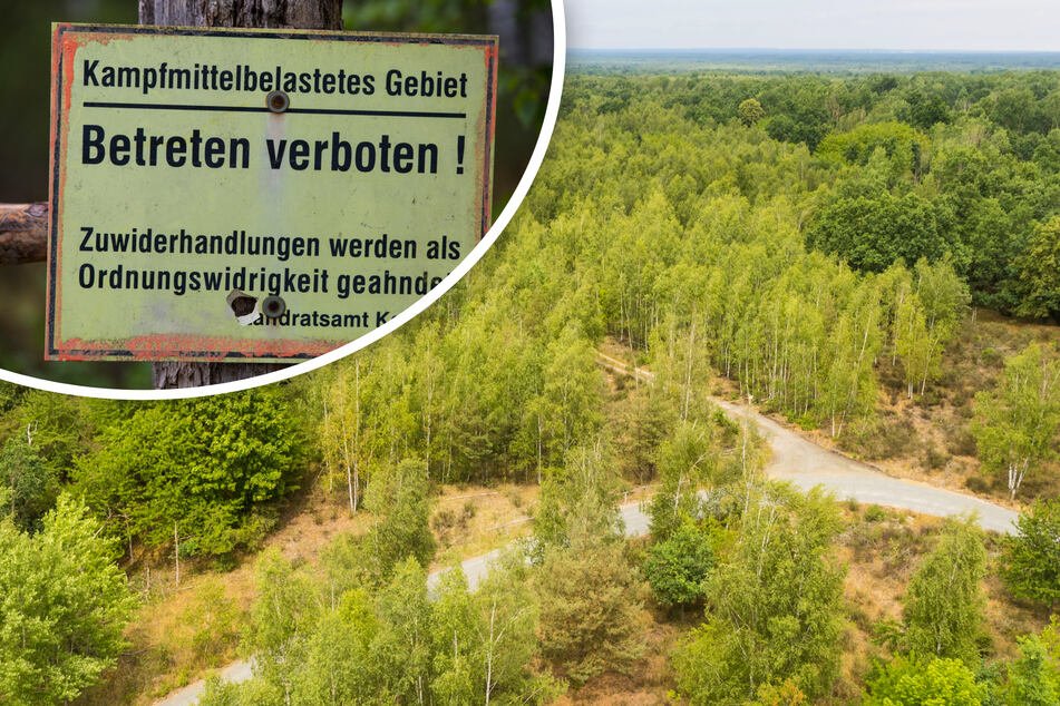Königsbrücker Heide: Jetzt erobert die Natur das alte Militärgebiet