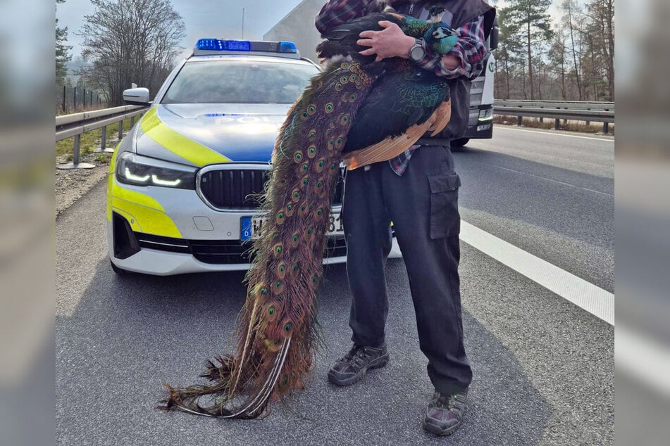 Der Besitzer aus dem nordhessischen Volkmarsen (Landkreis Waldeck-Frankenberg) konnte seinen Pfau nach der Rettungsaktion letztlich wieder in die Arme schließen.