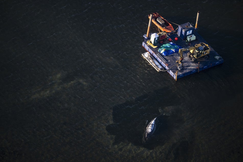 Buckelwal "Timmy" liegt auch am Donnerstag weiter vor der Insel Poel. Neben ihm die schwimmende Plattform mit dem Bagger.