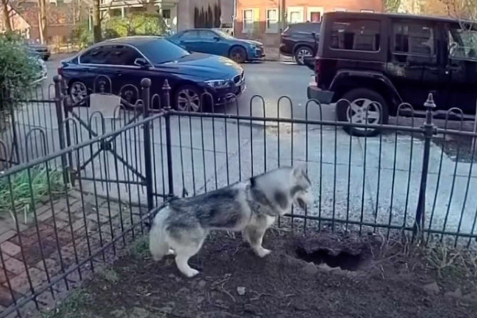 Husky Kobe alerted his owner to a gas leak by digging a huge hole in the front garden.