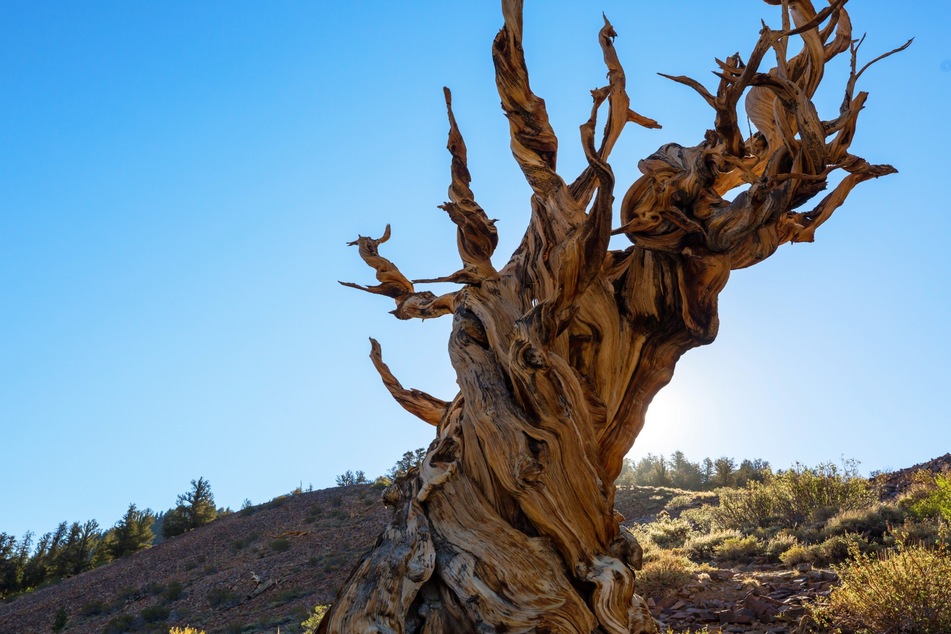 Methusela, eine Langlebige Kiefer im Inya National Forest, galt einst als ältester Baum der Welt.